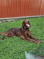 Sean, a male Irish Setter for sale in Lyons, NY – 2 of 2
