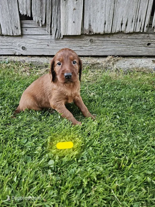 Hazel – Irish Setter puppy for sale in Lyons, NY