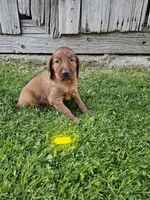 Hazel, a female Irish Setter for sale in Lyons, NY – 1 of 1