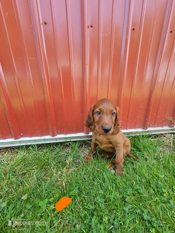 Azure – Irish Setter puppy for sale in Lyons, NY