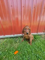 Azure, a male Irish Setter for sale in Lyons, NY – 2 of 5
