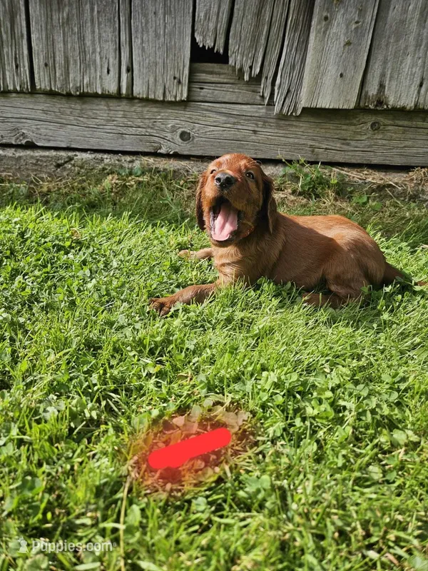 Summit – Irish Setter puppy for sale in Lyons, NY