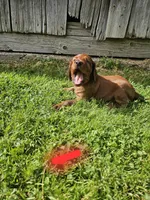 Summit, a male Irish Setter for sale in Lyons, NY – 1 of 1