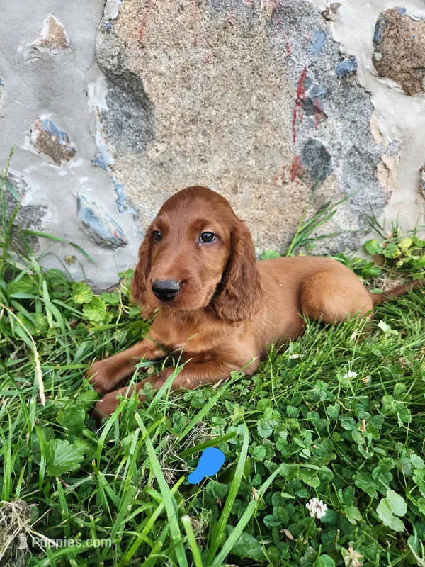 Hickory – Irish Setter puppy for sale in Lyons, NY