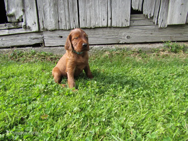 Hickory – Irish Setter puppy for sale in Lyons, NY