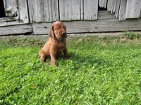 Hickory, a male Irish Setter for sale in Lyons, NY – 1 of 1
