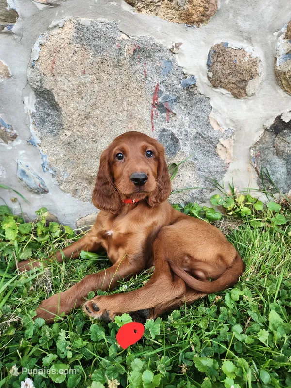 Summit – Irish Setter puppy for sale in Lyons, NY