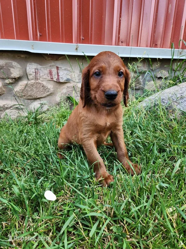 Acorn – Irish Setter puppy for sale in Lyons, NY