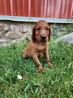 Acorn, a male Irish Setter for sale in Lyons, NY – 3 of 3