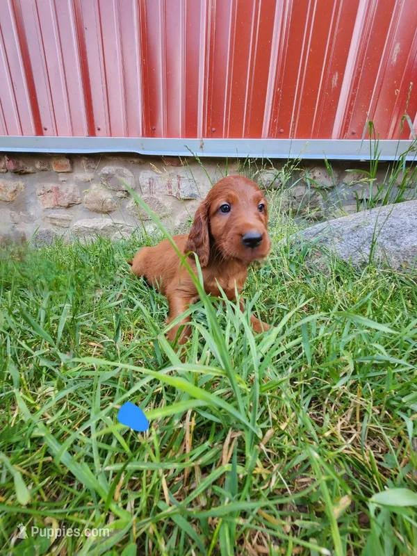 Hickory – Irish Setter puppy for sale in Lyons, NY