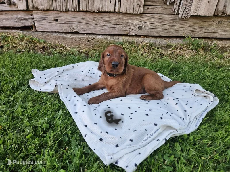 Evergreen – Irish Setter puppy for sale in Lyons, NY
