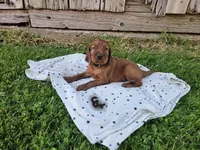 Evergreen, a male Irish Setter for sale in Lyons, NY – 1 of 1