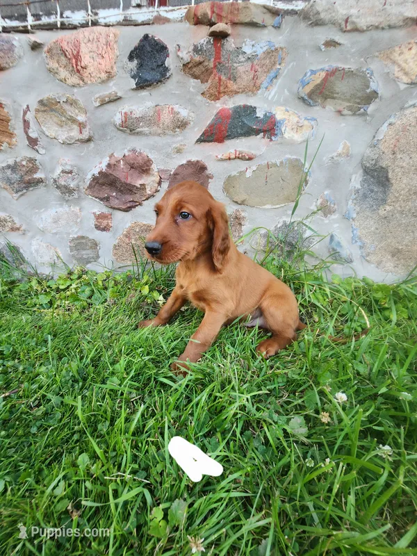 Acorn – Irish Setter puppy for sale in Lyons, NY