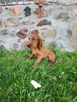 Acorn, a male Irish Setter for sale in Lyons, NY – 2 of 3