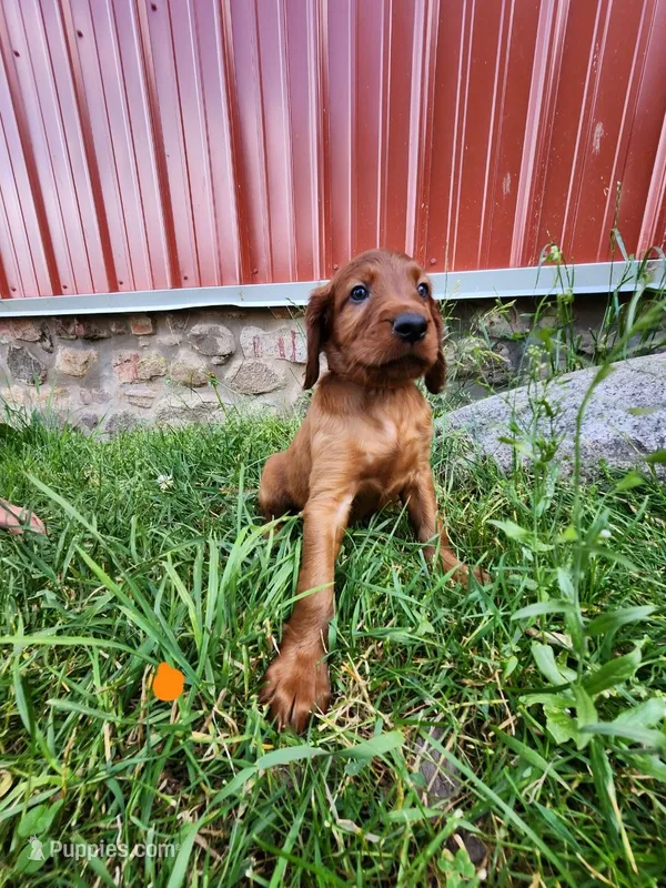 Azure – Irish Setter puppy for sale in Lyons, NY