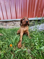 Azure, a male Irish Setter for sale in Lyons, NY – 4 of 5