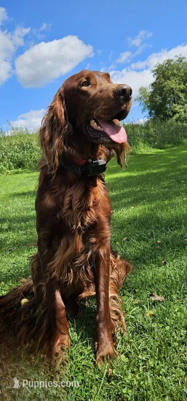 Sean – Irish Setter puppy for sale in Lyons, NY