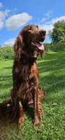 Sean, a male Irish Setter for sale in Lyons, NY – 1 of 2