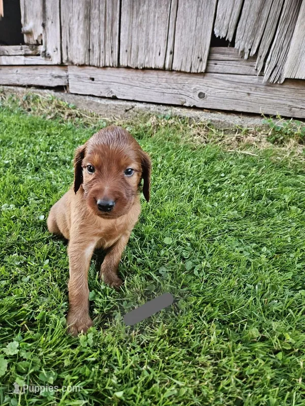 Fern – Irish Setter puppy for sale in Lyons, NY