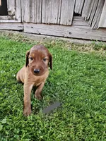Fern, a female Irish Setter for sale in Lyons, NY – 1 of 1