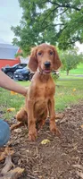 Acorn, a male Irish Setter for sale in Lyons, NY – 2 of 7