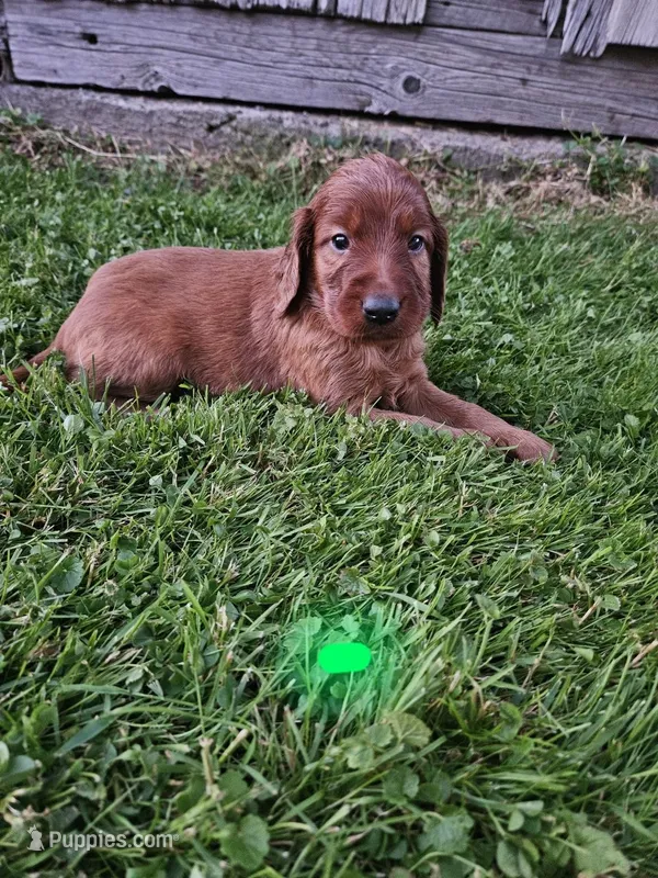 Ivy – Irish Setter puppy for sale in Lyons, NY