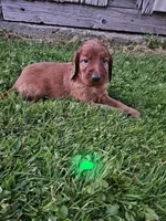Ivy, a female Irish Setter for sale in Lyons, NY – 1 of 1