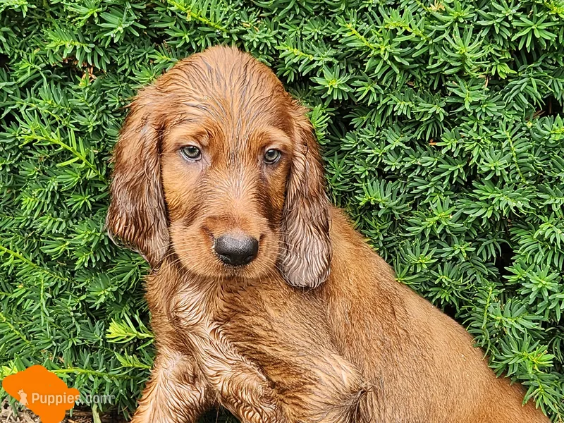 Azure – Irish Setter puppy for sale in Lyons, NY