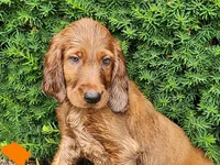 Azure, a male Irish Setter for sale in Lyons, NY – 1 of 5
