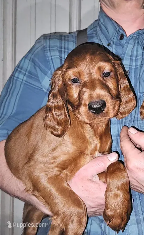 Summit – Irish Setter puppy for sale in Lyons, NY