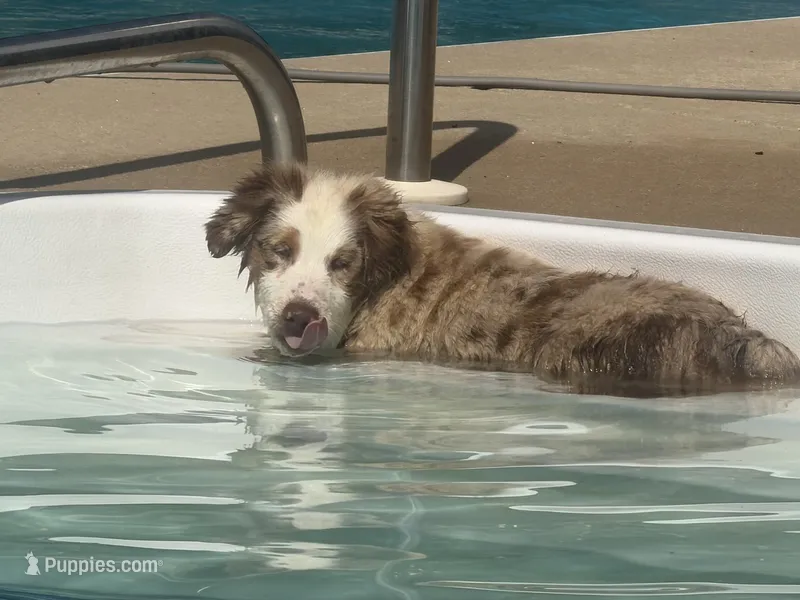 Black – Miniature Australian Shepherd puppy for sale in Winchester, TN