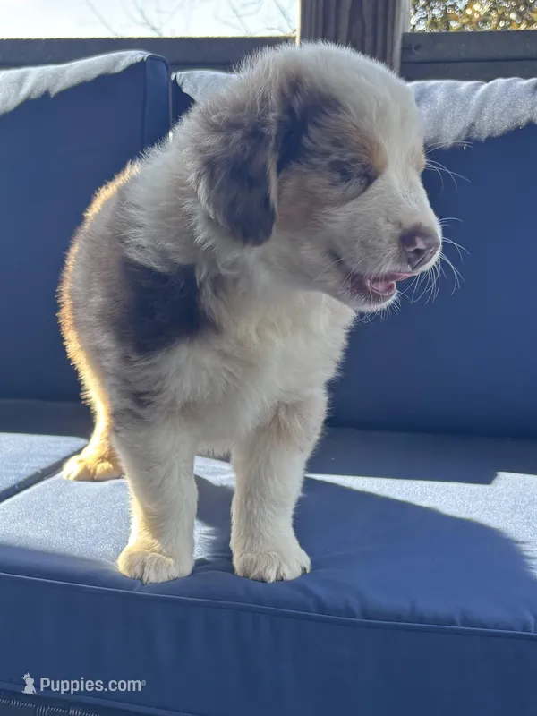 Blue – Miniature Australian Shepherd puppy for sale in Winchester, TN