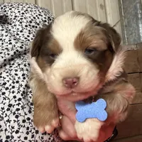 Blue, a male Miniature Australian Shepherd for sale in Winchester, TN – Photo 1 of 2