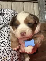 Blue, a male Miniature Australian Shepherd for sale in Winchester, TN – Photo 1 of 2