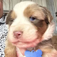 Blue, a male Miniature Australian Shepherd for sale in Winchester, TN – Photo 2 of 2