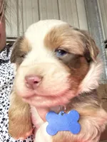 Blue, a male Miniature Australian Shepherd for sale in Winchester, TN – Photo 2 of 2