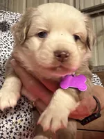 Purple, a female Miniature Australian Shepherd for sale in Winchester, TN – Photo 1 of 6