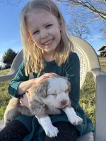 Purple, a female Miniature Australian Shepherd for sale in Winchester, TN – Photo 6 of 6