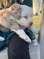 Purple, a female Miniature Australian Shepherd for sale in Winchester, TN – Photo 5 of 6