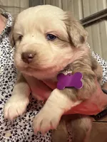 Purple, a female Miniature Australian Shepherd for sale in Winchester, TN – Photo 2 of 6