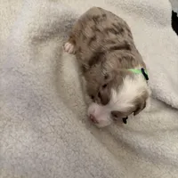 Light Green , a female Miniature Australian Shepherd for sale in Winchester, TN – Photo 9 of 9