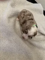 Light Green , a female Miniature Australian Shepherd for sale in Winchester, TN – Photo 2 of 2