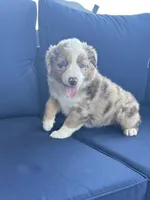 Light Green , a female Miniature Australian Shepherd for sale in Winchester, TN – Photo 3 of 9