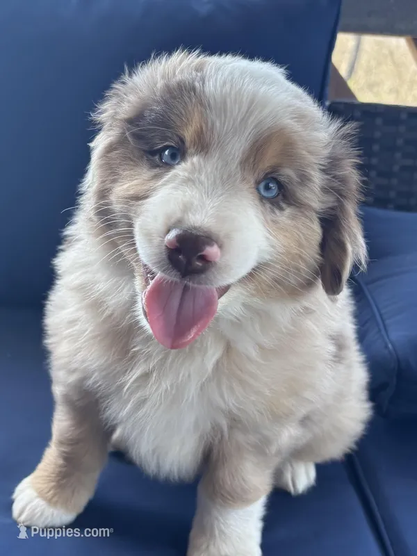 Light Green  – Miniature Australian Shepherd puppy for sale in Winchester, TN
