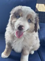 Light Green , a female Miniature Australian Shepherd for sale in Winchester, TN – Photo 1 of 9