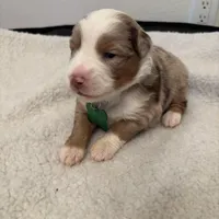 Light Green , a female Miniature Australian Shepherd for sale in Winchester, TN – Photo 7 of 9