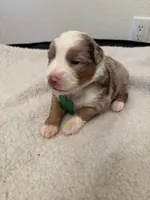 Light Green , a female Miniature Australian Shepherd for sale in Winchester, TN – Photo 1 of 2