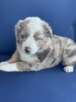 Light Green , a female Miniature Australian Shepherd for sale in Winchester, TN – Photo 2 of 9