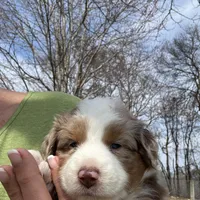 Light Green , a female Miniature Australian Shepherd for sale in Winchester, TN – Photo 8 of 9