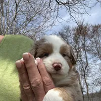 Light Green , a female Miniature Australian Shepherd for sale in Winchester, TN – Photo 6 of 9